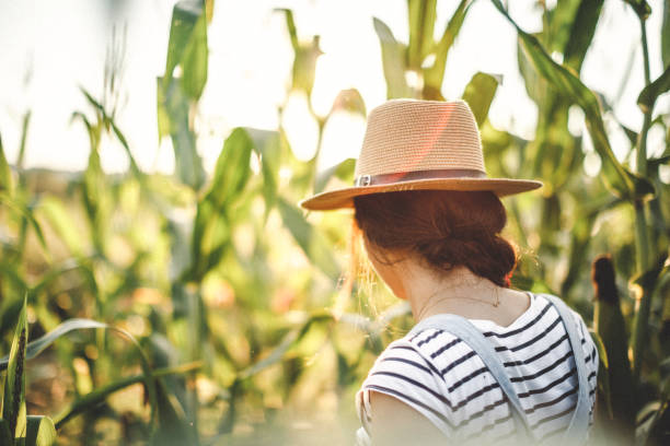 istock Sunny landscape in the field of corn 1126117835