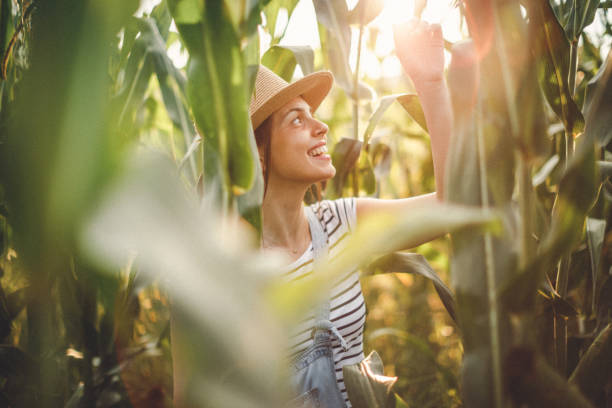 jeune femme avec un chapeau dans le champ de maïs - summer cereal plant sunlight sun photos et images de collection