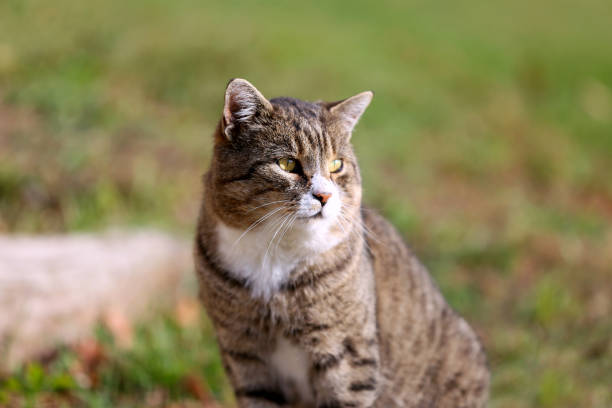 istock Grey cat posing in the green grass outdoors 1126119415