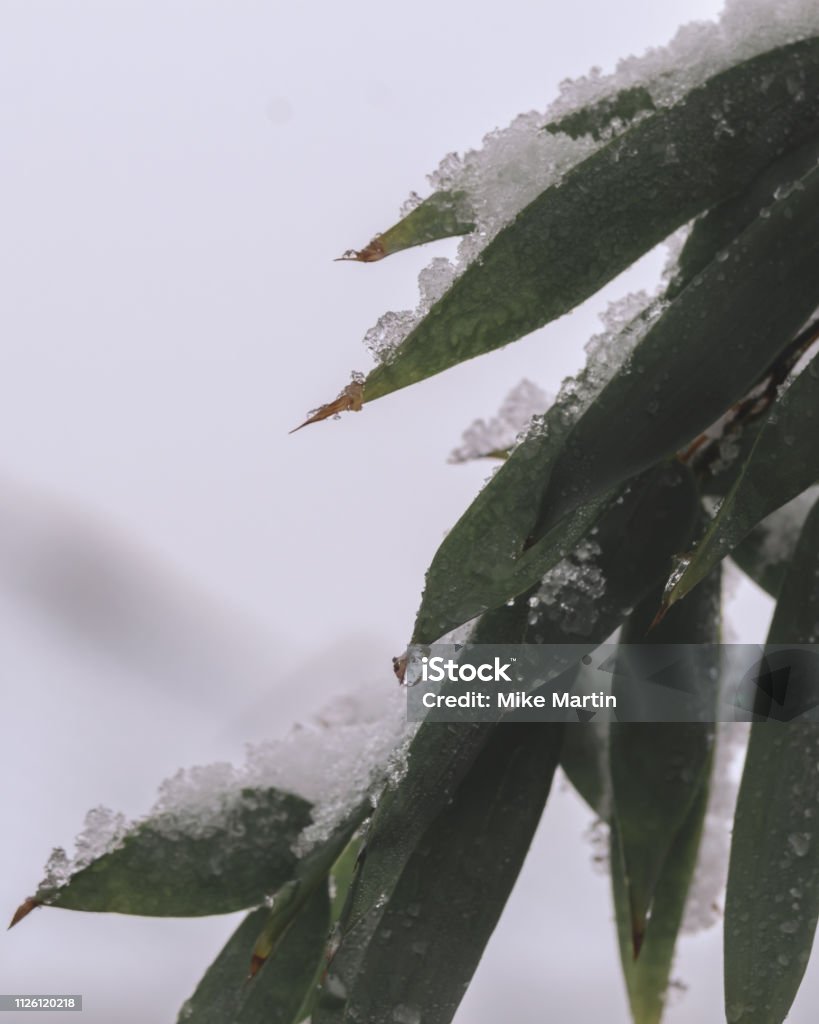 Hojas de cubierta de nieve - Foto de stock de Aire libre libre de derechos