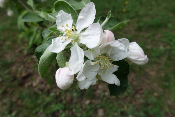 istock Buds and flowers of apple in spring 1126120418