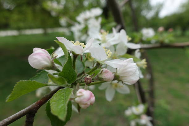 istock Flowering branch of apple tree in spring 1126120430