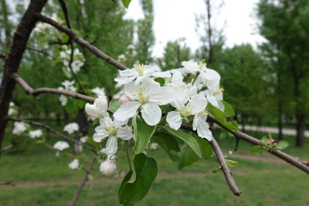 istock Flowers and buds on branches of apple tree in spring 1126120475