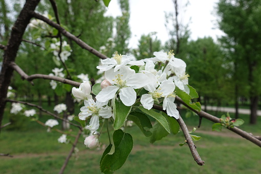 Flowers and buds on branches of apple tree in spring