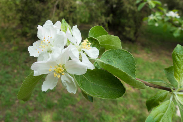 istock Three white flowers of apple in spring 1126120493