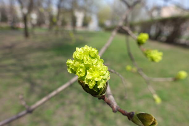 Opening flowers of Norway maple in spring