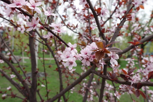 istock Prunus pissardii in full bloom in spring 1126120924