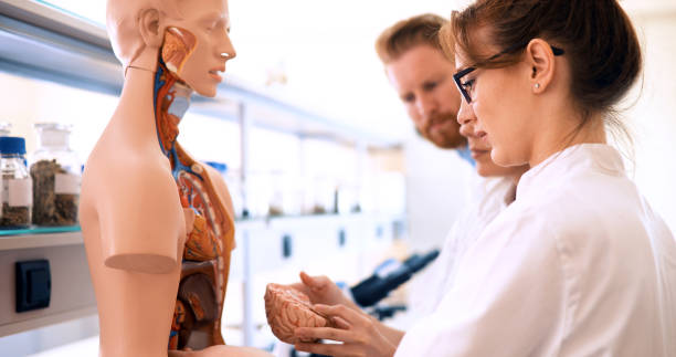 istock Students of medicine examining anatomical model in classroom 1126121092