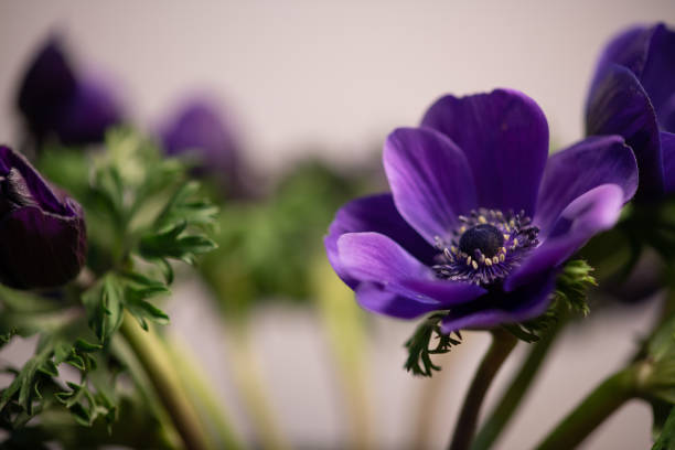 purple anemone flower
