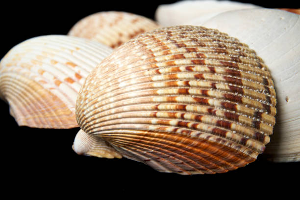istock detail of large sea shells on black background 1126122072