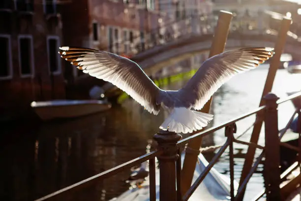 Venice, Italy - May 14, 2012: A beautiful large seagull flies next to Venetian canal over water in gorgeous spring sunlight.