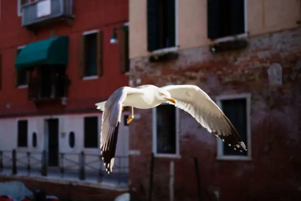 Venice, Italy - May 14, 2012: A beautiful large seagull flies next to Venetian canal over water in gorgeous spring sunlight.