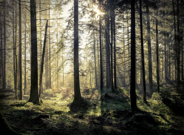 istock Beautiful forest view at morning. Sun peeps out through the trees with long shadows on the green grass. 1126123122