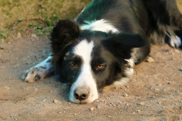 istock Close-up of a young border collie 1126123125