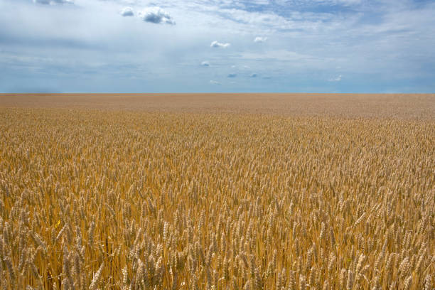 istock Field of growing wheat and cloudy sky with clouds 1126125245
