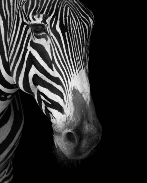 istock Close-up of Grevy zebra face in mono 1126127355