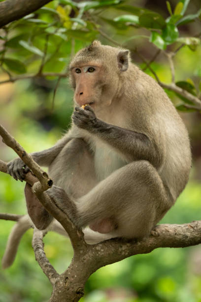 istock Long-tailed macaque sits in tree eating food 1126127458