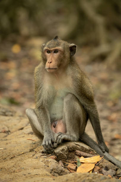 istock Long-tailed macaque sits on rock amongst leaves 1126127643