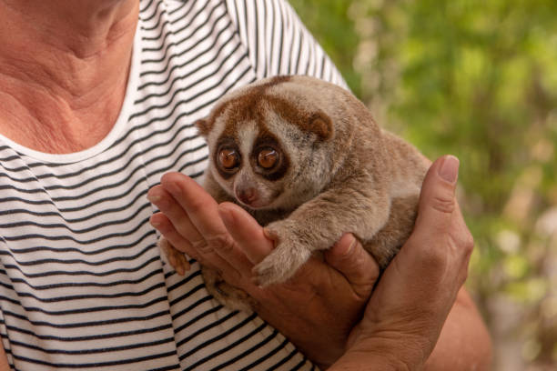 slow loris se encuentra en manos de mujer - lorif fotografías e imágenes de stock