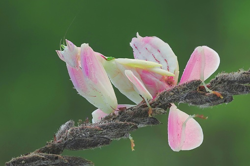 the beauty of praying mantis on macro photography,natural,wildlife
