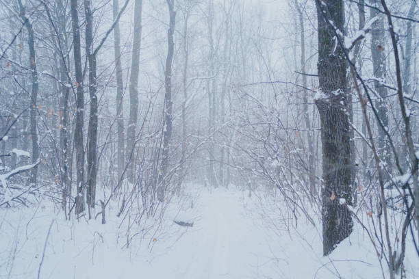 istock Winter forest landscape with snowy trees 1126130631