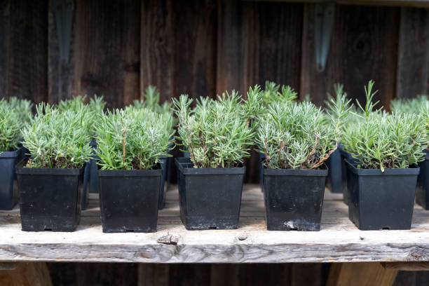 Small lavender seedlings Small lavender seedlings in the pots quickset stock pictures, royalty-free photos & images