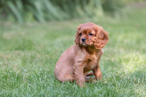 istock Cute puppy of cavalier spaniel 1126131007