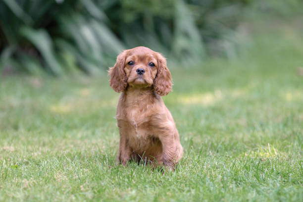 istock Cute puppy of cavalier spaniel 1126131011