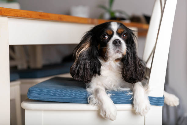 istock Dog resting on the white chair 1126131090