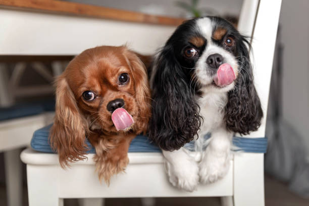 divertenti cani leccare sdraiati sulla sedia bianca - cavalier foto e immagini stock