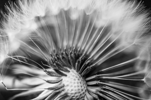istock dandelion seeds on bloomhead monochrome 1126131989