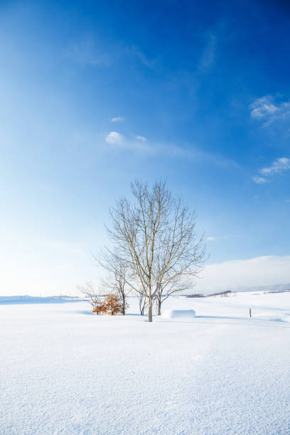 istock Winter scenery.Biei Hokkaido Japan 1126132708