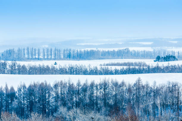 istock Snowy Hills and Birch Trees in Biei 1126132715
