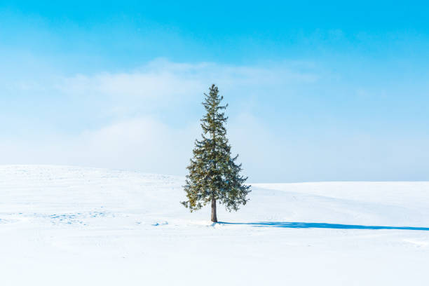 istock Winter scenery.Biei Hokkaido Japan 1126132716