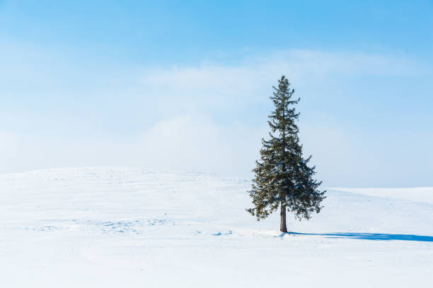 istock Winter scenery.Biei Hokkaido Japan 1126132727