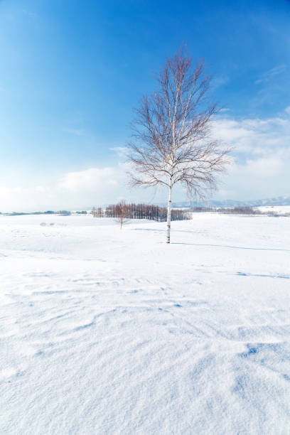 istock Winter scenery.Biei Hokkaido Japan 1126132933