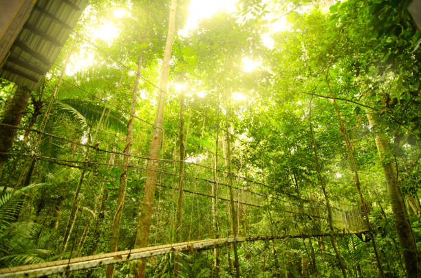 istock canopy bridge in national park, malaysia 1126134092