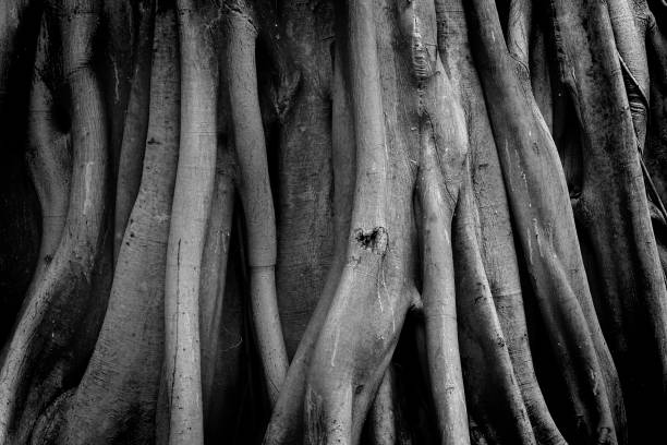 istock close up root tree ,black and white photo 1126134168