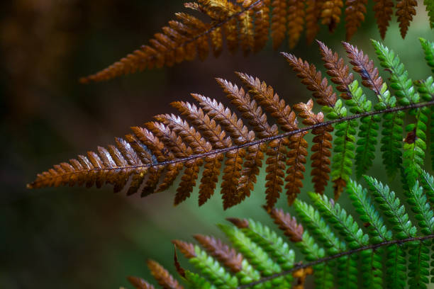 Fern leaves in Lake Matheson, New Zealand.