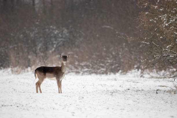 istock Fallow deer doe on snow in winter with space for copy 1126136387
