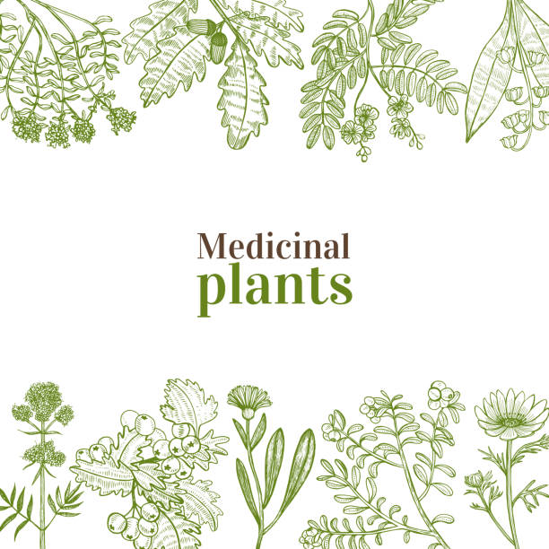 шаблон с лекарственными растениями в стиле ручной работы - ayurveda stock illustrations