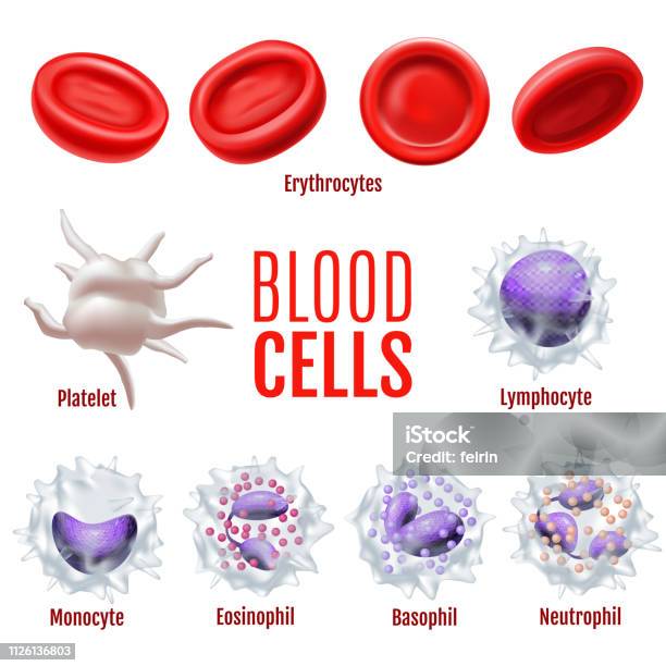 Blood Cells Isolated Set In Realistic Style Stock Illustration - Download  Image Now - Platelet, Red Blood Cell, White Blood Cell - iStock