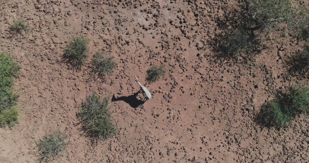 giraffe in the wild. aerial shot - giraffe namibia africa animal imagens e fotografias de stock