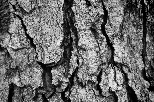 istock wood bark texture black and white photo 1126136983