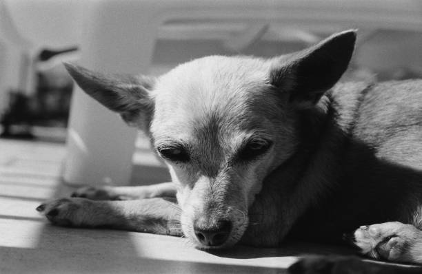 istock Cute dog sleep sun black and white 1126138394
