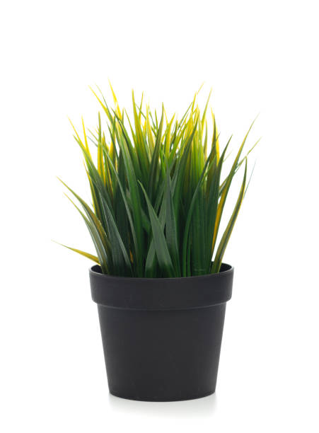 istock plant in the pot isolated on white 1126138496