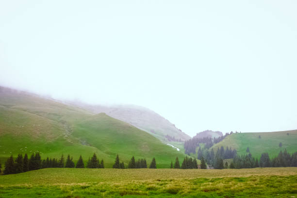 montanha na nuvem e névoa bela paisagem pequenas ovelhas bucegi roménia - hill grindelwald village landscape - fotografias e filmes do acervo