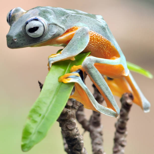 istock africa frog, macro photography 1126138627