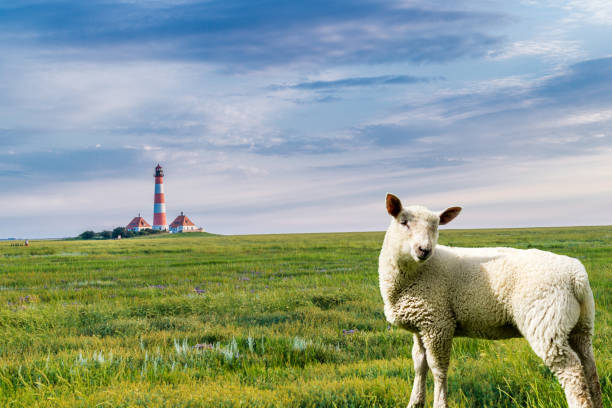 istock At the German North Sea coast 1126138841