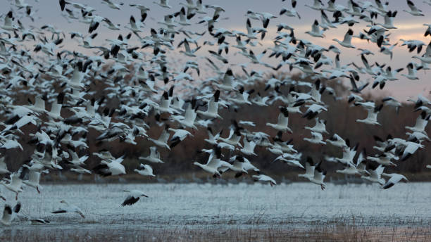istock Bosque Del Apache New Mexico - Winter Migration Sunrise 1126139766